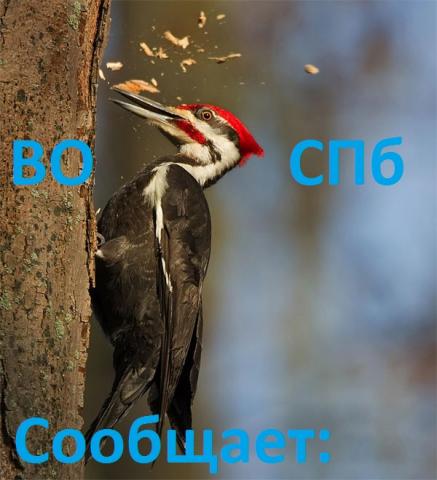 woodpecker10.jpg